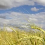 spikes, summer, clouds, harvest, nature, farming, cereal, sunset, cereals, barley, wild plant, wheat, field, wind, laid