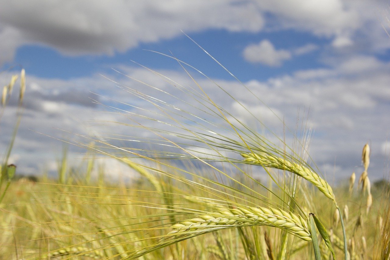 spikes, summer, clouds, harvest, nature, farming, cereal, sunset, cereals, barley, wild plant, wheat, field, wind, laid